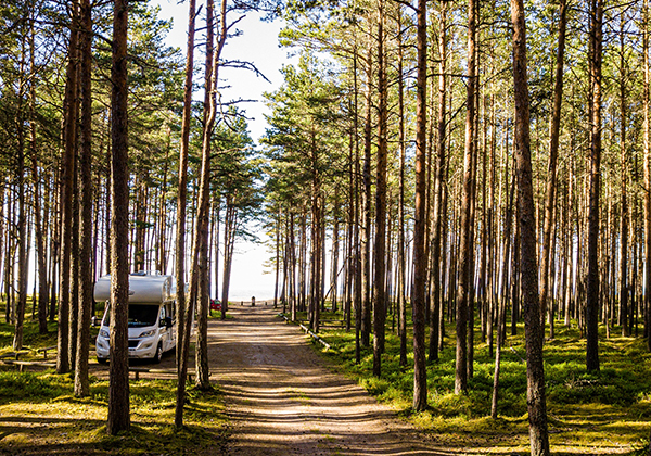 Forest by the beach